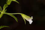 Florida hedgehyssop